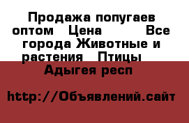 Продажа попугаев оптом › Цена ­ 500 - Все города Животные и растения » Птицы   . Адыгея респ.